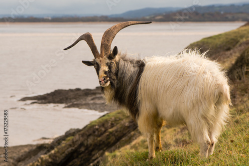 Male feral mountain goat with large horns on coast. Long-haired billy goat at Brean Down in Somerset, part of a wild herd