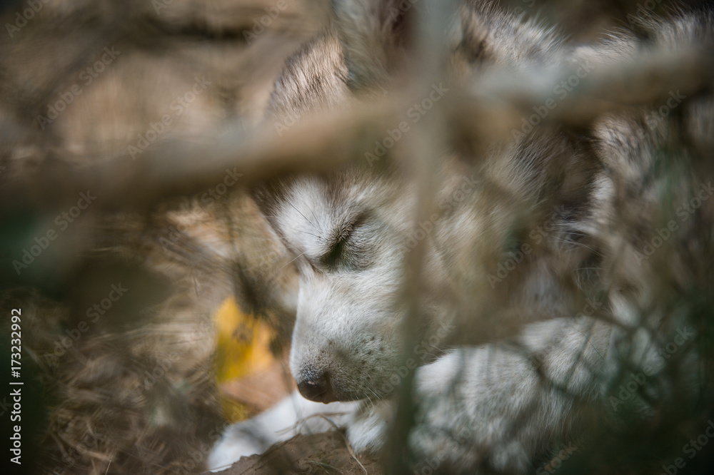cute puppy alaskan malamute run on grass garden cute puppy alaskan malamute run on grass garden