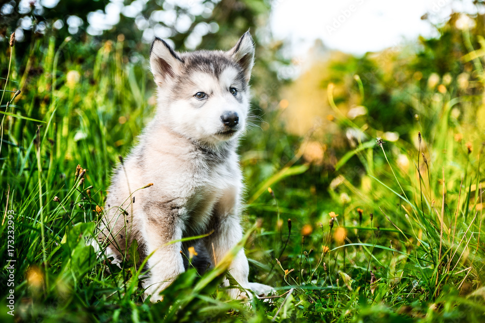 cute puppy alaskan malamute run on grass garden cute puppy alaskan malamute run on grass garden