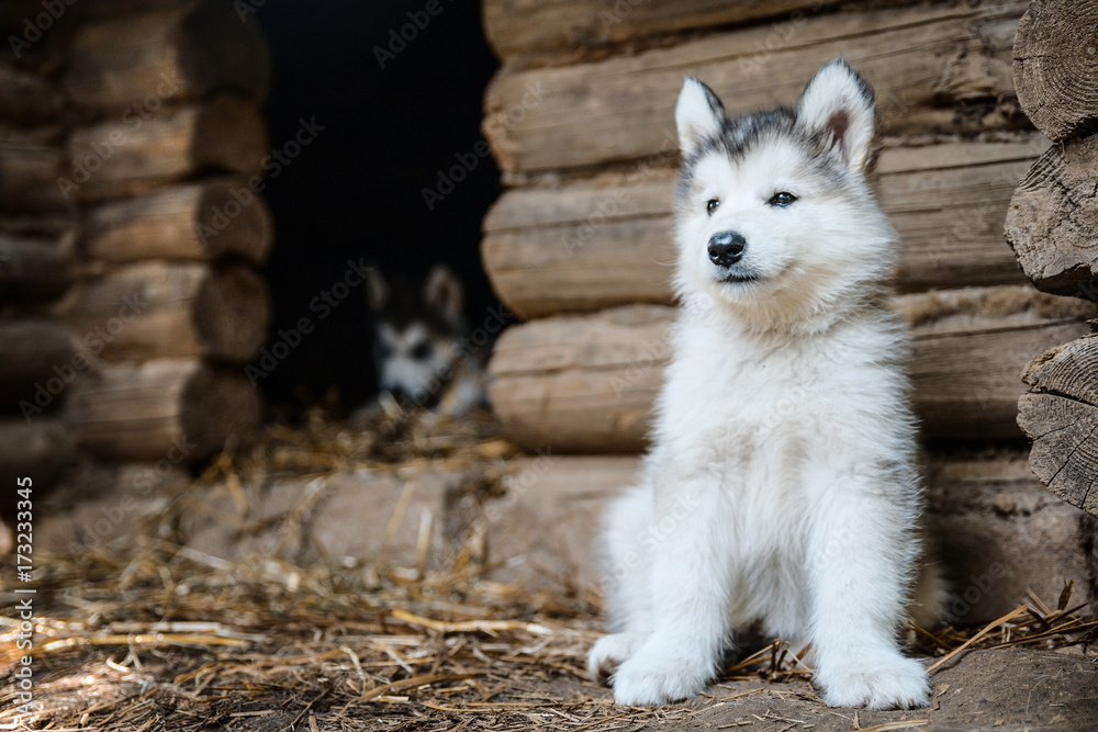 Obraz premium cute puppy alaskan malamute run on grass garden