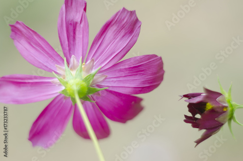 Beautiful bright pink flowers growing in the garden.