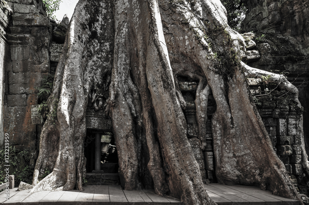 Ta Prohm temple covered in tree roots Ta Prohm temple covered in tree roots