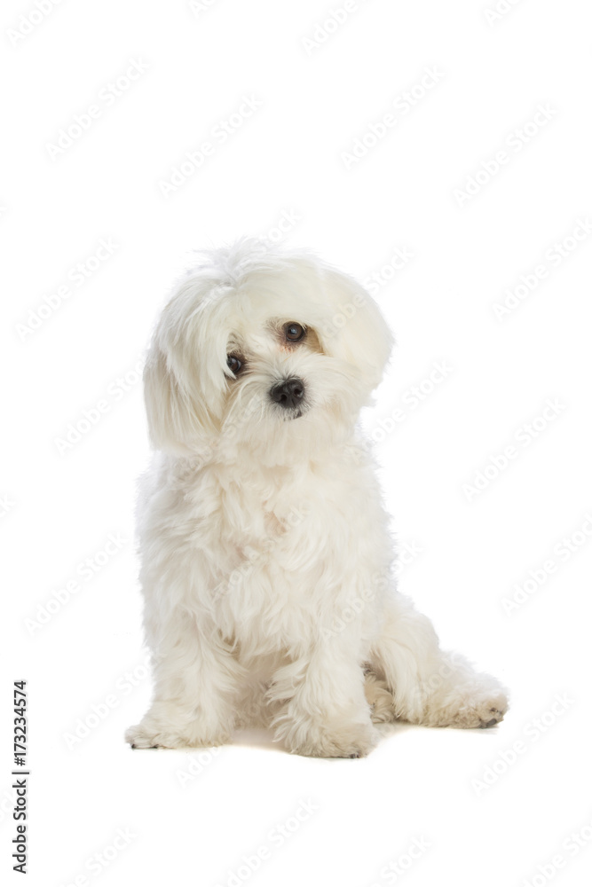 Lovely bichon siting on white background Lovely bichon siting on white background