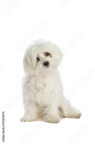 Wallpaper Mural Lovely bichon siting on white background
