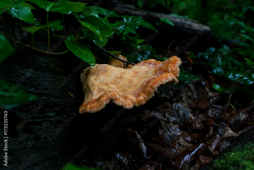 Obraz premium Laetiporus sulphureus