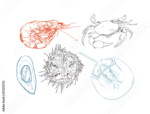 Vector engraving illustration of highly detailed hand drawn seafood.