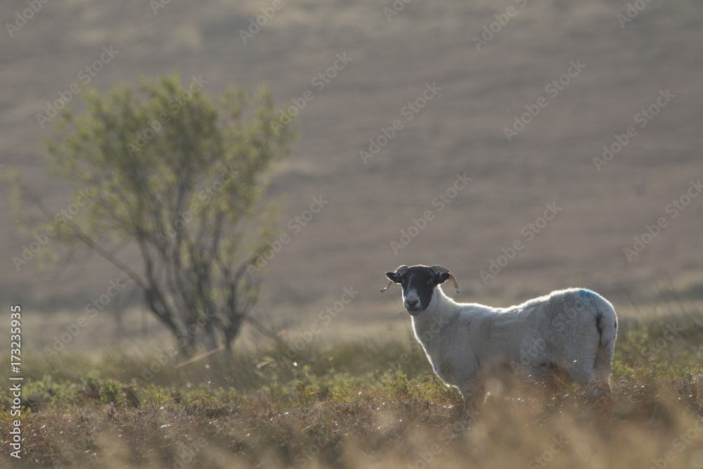 Naklejka premium Scottish blackface sheep set against a hill side, Ovis aries