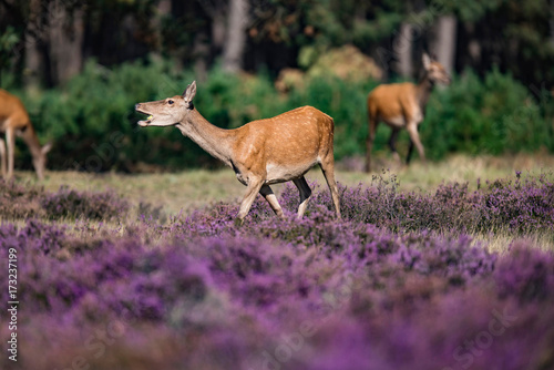 Fototapeta Naklejka Na Ścianę i Meble -  Feeding red deer hind (cervus elaphus) in blooming moorland.