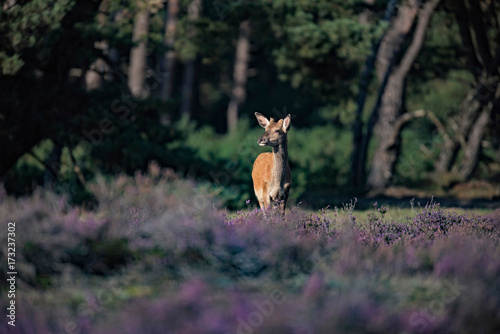 Young red deer male (cervus elaphus) in blooming heather. © ysbrandcosijn