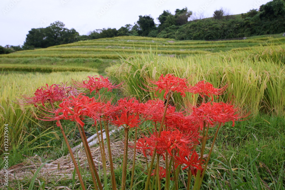 彼岸花と棚田 彼岸花と棚田