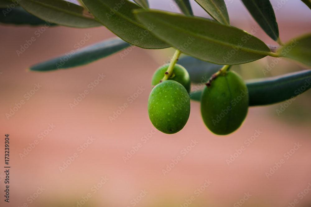 Olives and leaves for oil
