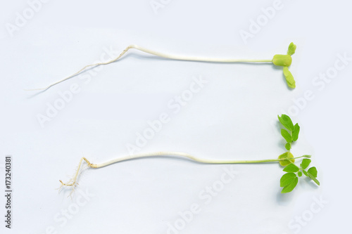 Plant and roots on white background.