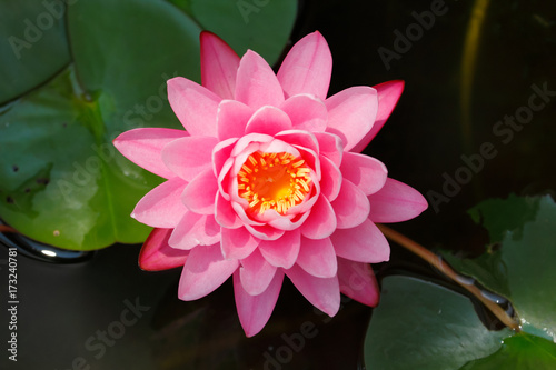 Fototapeta Naklejka Na Ścianę i Meble -  Top view beautiful pink lotus (Nymphaea lotus / water lilies) 