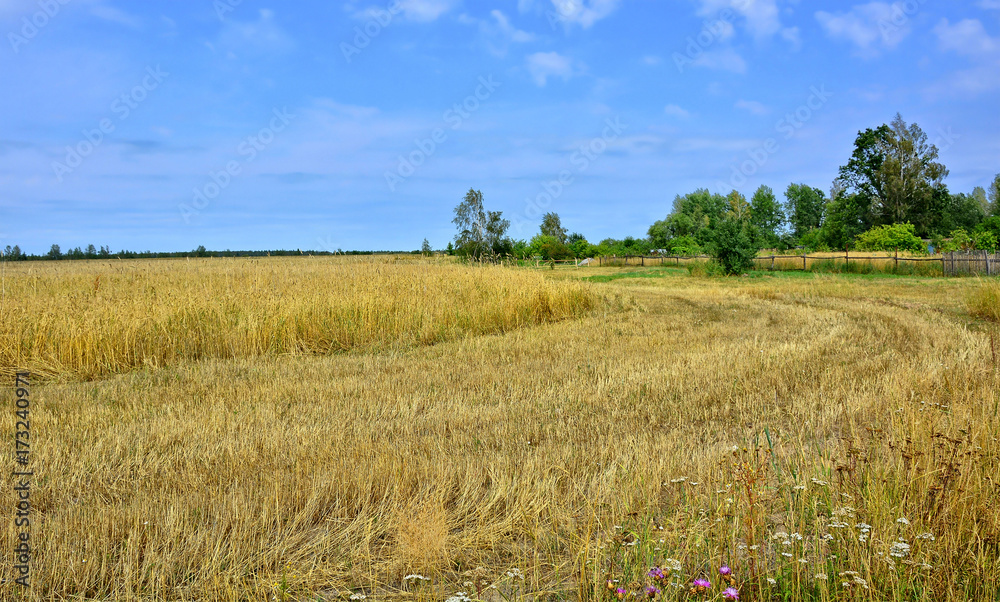 Wheat field with blue sky in the background. Wonderful panoramic view. Countryside. Rye. Country roads. Picturesque wallpaper. Beautiful landscape