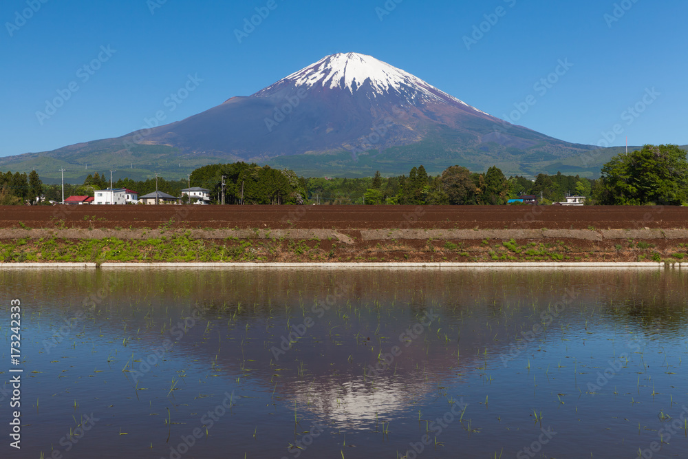 Naklejka premium Mount Fuji and rice field in spring season