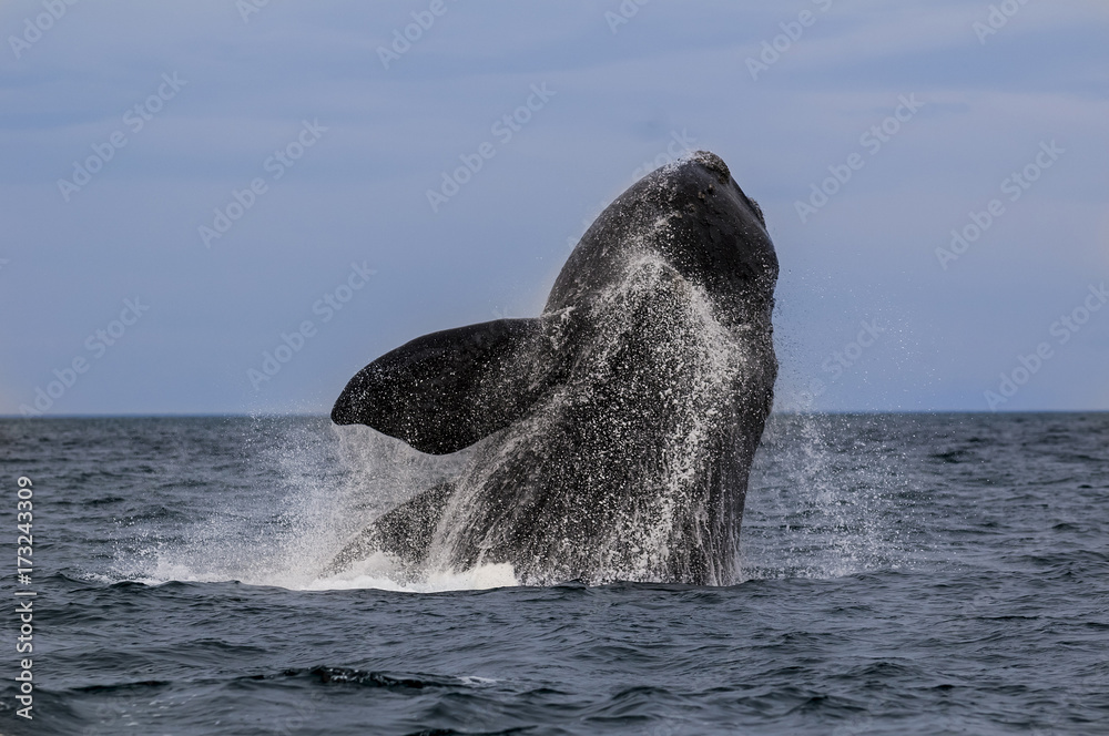 Naklejka premium Whale Patagonia Argentina