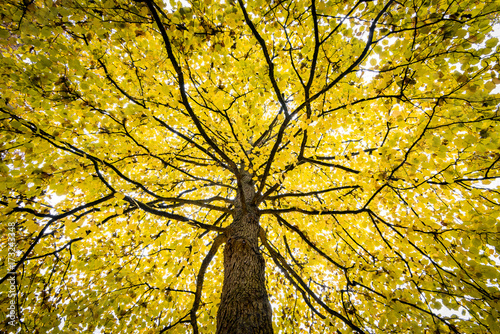Baum mit herbstlichem Blätterdach