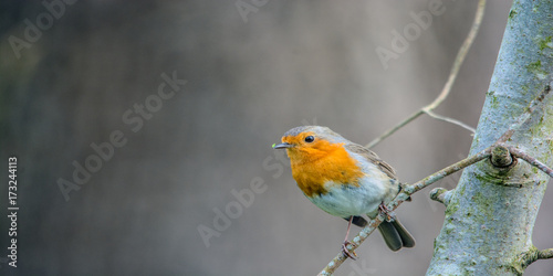 Rotekehlchen photo