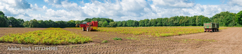 Kartoffelernte, moderner Kartoffelroder im Kartoffelfeld, Panorama