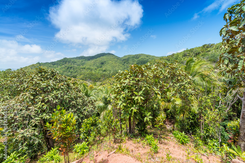 Tropical forest in Valle de Mai, Praslin, Seychelles