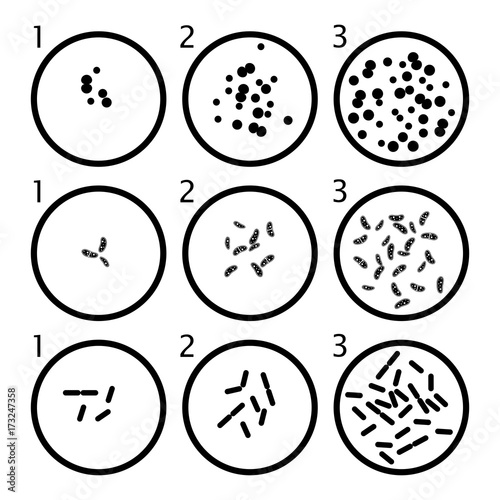 vector bacteria growth stages. black bacterium cells in petri dishes