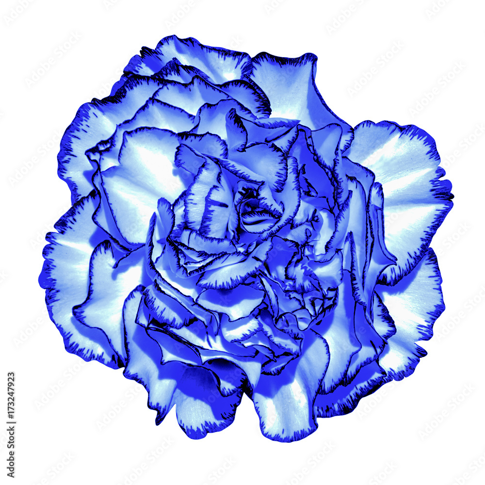 Obraz premium Surreal dark blue chrome сlove flower macro isolated on white