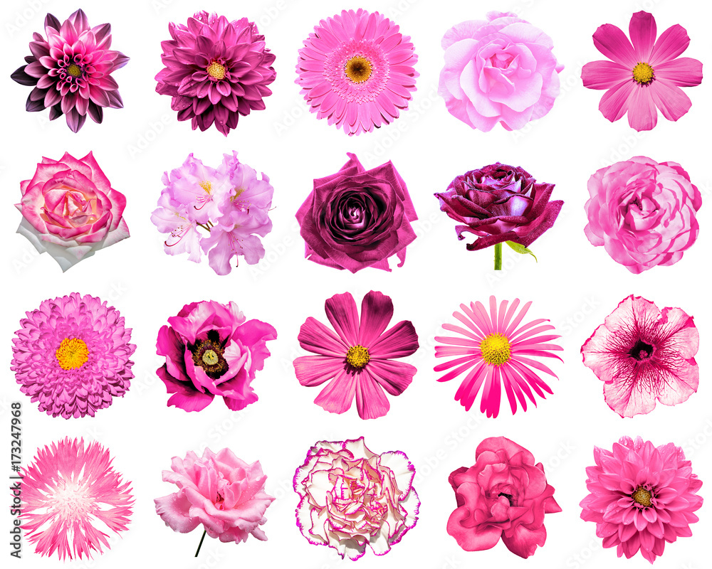 Mix collage of natural and surreal pink flowers 20 in 1: peony, dahlia, primula, aster, daisy, rose, gerbera, clove, chrysanthemum, cornflower, flax, pelargonium isolated on white