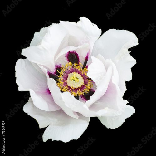Fototapeta Naklejka Na Ścianę i Meble -  White peony flower macro photography isolated on black