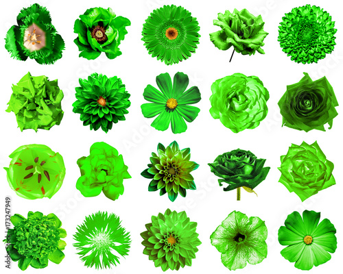 Collage of natural and surreal green flowers 20 in 1: peony, dahlia, primula, aster, daisy, rose, gerbera, clove, chrysanthemum, cornflower, flax, pelargonium, marigold, tulip isolated on white