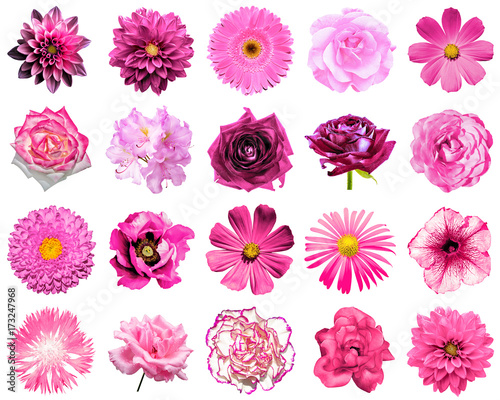 Mix collage of natural and surreal pink flowers 20 in 1  peony  dahlia  primula  aster  daisy  rose  gerbera  clove  chrysanthemum  cornflower  flax  pelargonium isolated on white