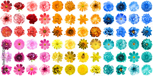 Mega pack of 72 in 1 natural and surreal blue, yellow, red, orange, turquoise and pink flowers isolated on white