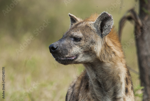 Hyena South Africa