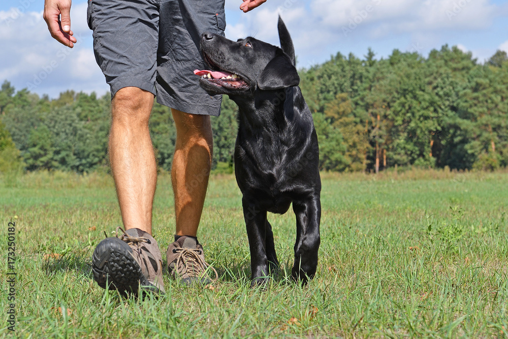 Fototapeta Man walk with dog in the park at sunny day.