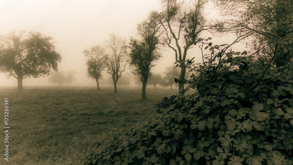 Nebel Nebel
