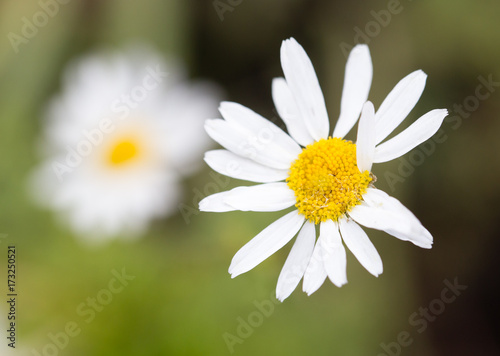 white daisy in a park in the nature