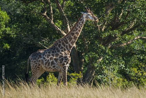 Giraffe South Africa