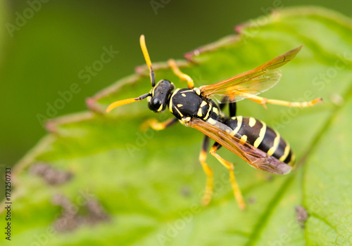 wasp on a green leaf in nature © schankz