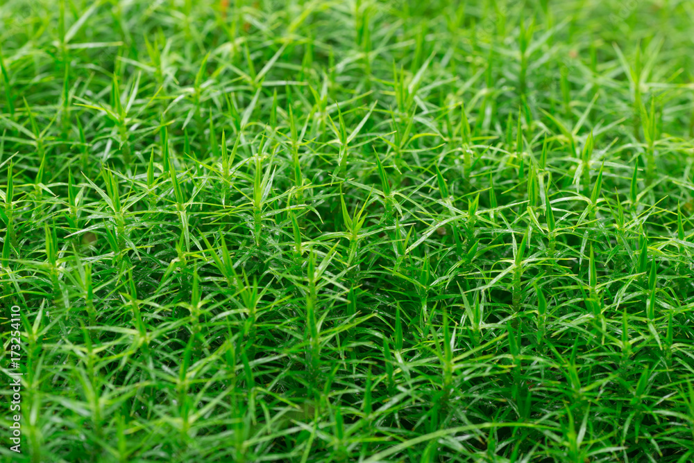 green moss background closeup selective focus green moss background closeup selective focus