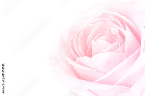 gentle background of pink rose