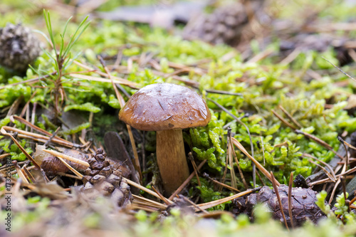 Close-up photo of a mushroom with drops of dew on moss and between a needle in a forest in an day with a blurred background