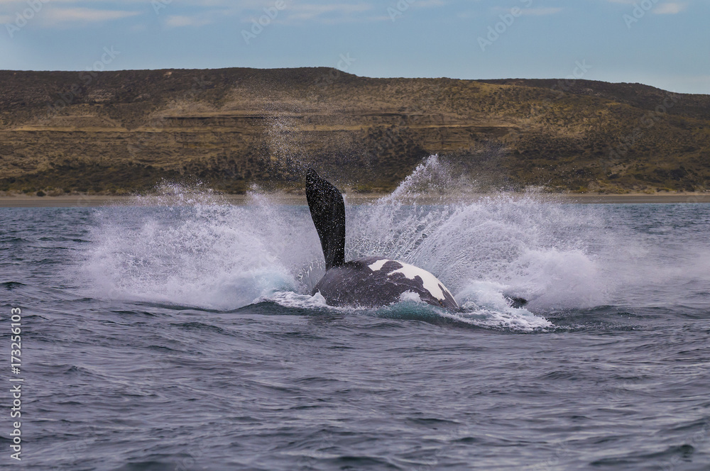 Fototapeta premium Whale Patagonia Argentina