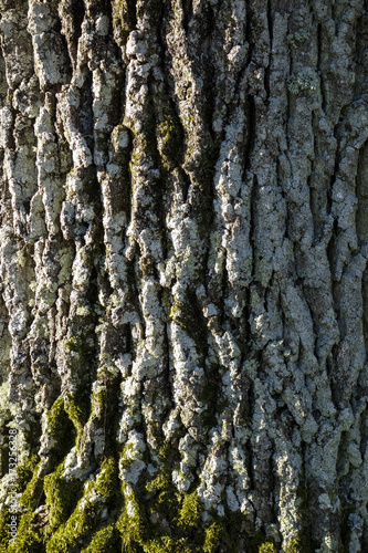 Bark on Oak Tree