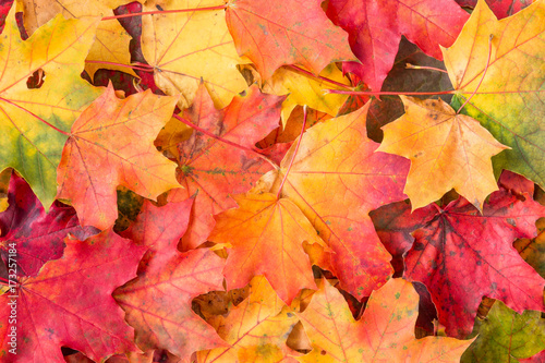 Background of colored maple leaves