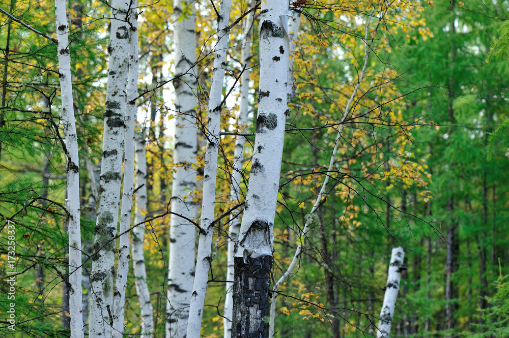 Fototapeta premium white birch trees in the autumn forest