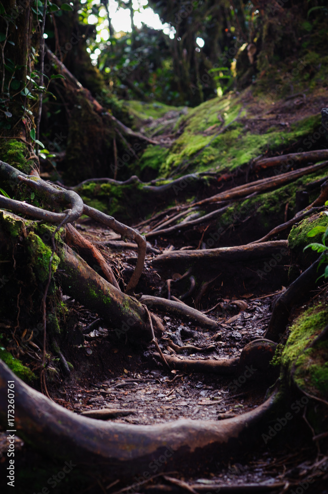 View of mossy forest jungle track View of mossy forest jungle track