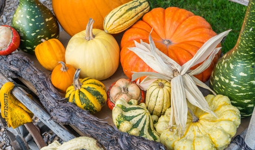 collection of many different pumpkins in different colors shapes and forms photo