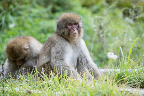 Jigokudani Monkey Park   monkeys bathing in a natural hot spring at Nagano   Japan