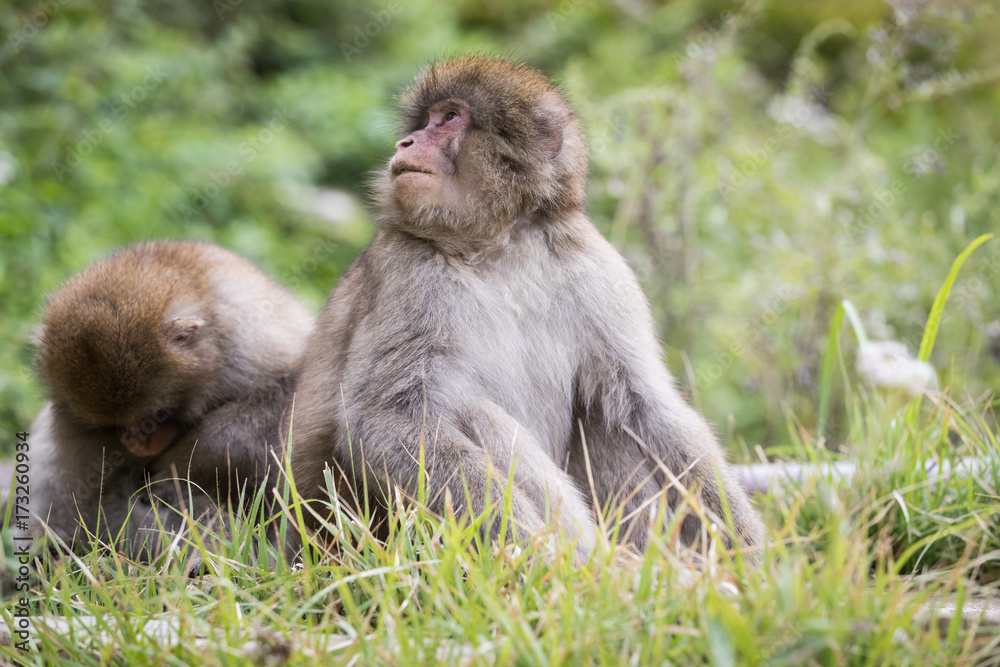 Jigokudani Monkey Park , monkeys bathing in a natural hot spring at Nagano , Japan Jigokudani Monkey Park , monkeys bathing in a natural hot spring at Nagano , Japan