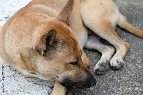 Brown color of stray dog laying down on the street. It is a dog that lives on the streets or temple and does not have an owner. © Achisatha