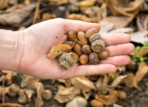 Young woman's hand holding a handful of acorns during sunny day